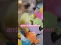 ユキちゃんの独り占め cutechihuahua チワワ多頭飼い ちわわ大好き cutedog dog チャンネル登録よろしくお願いします