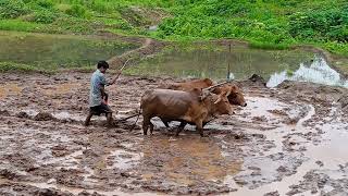 A'chikrangni Kam kaa