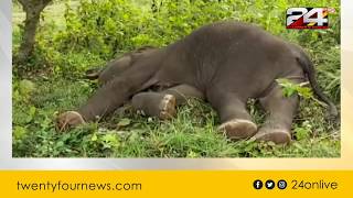 അട്ടപ്പാടിയിൽ അവശനിലയിൽ കണ്ട കുട്ടിക്കൊമ്പൻ ചരിഞ്ഞു