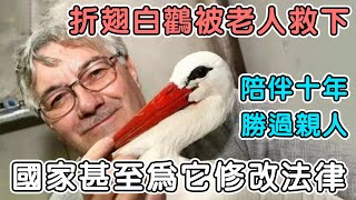 折翅白鸛被老人救下並養大，陪伴十年感情超越親人，還因一場戀愛讓國家為其修改法律#白鸛#奇蹟#不可思議#鳥類#萌寵#真實事件#感人#治愈