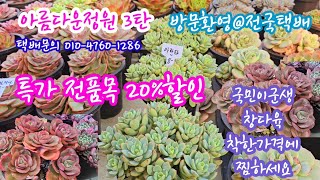 아름다운정원 3탄 전품목 20%할인 국민이군생 묵은둥이 창들도 착한가격에 만나보세요^^ ♡반일라빈스 ♡델리쿠키♡엔젤리나♡실루엣♡칼리스토♡레드샤니♡론스타♡홍화장♡양진♡불꽃♡오스카~~