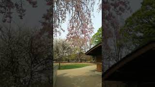 2018.4.2 桜吹雪 井の頭公園西園ジブリ美術館裏広場