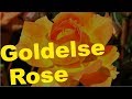 Goldelse Rose