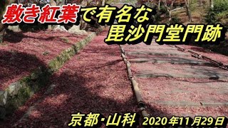 【京都】”敷き紅葉”で有名な毘沙門堂へ行ってきました【山科】