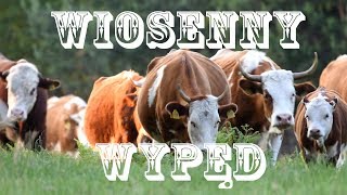 Wiosenny wypęd