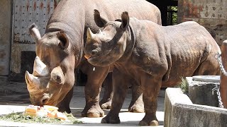 ヒガシクロサイのフーくんが1歳になりました。とべ動物園にて。