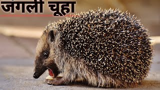 कांटेदार जंगली चूहा || hedgehog video 2021Junglee katedar chuha #hedgehog #cuteanimals