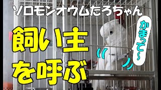 ケージから飼い主を呼ぶソロモンオウムたろちゃん　Cockatoo calling  the owner from the cage