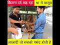 दर्द से तड़प रही असहाय गाय 😭। cow rescue shorts