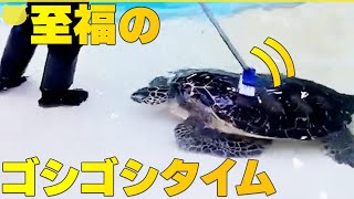 【カメが“おねだり”】飼育員がウミガメの甲羅をブラッシング  時には行列も…