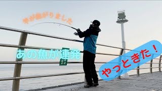 【翼港】冬のショアジギング！大◯◯が連発！【淡路島遠征#2】