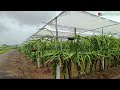 Why Dragon Fruit Farming Needs Shading & Trellising System