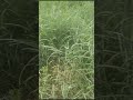 jinjuva grass ஜின்சுவா புல் கால்நடை தீவனப் பயிர்