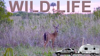 Kissimmee Prairie Preserve State Park - Traveling Robert