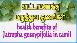 Katta manakku காட்டாமணக்கு medicinal benefits | health benefits of Jatropha gossypifolia