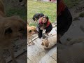 ormanda ve daĞlarda yaŞayan sokak kÖpeklerİnİn yardiminiza İhtİyaÇlari var. mama yardimi yaŞatir.