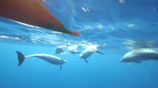 Wild Dolphins swimming with kayaks and people