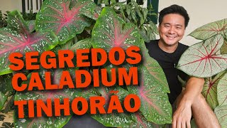 Caladium or Tinhorão Cultivation Secrets