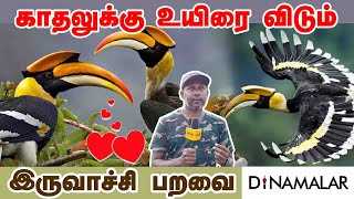 காதலுக்கு உயிரை விடும் இருவாச்சி பறவை