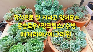 합식했던 다육이는 이렇게 지내고 있어요. 에게리아/ 수빙/에그리원/핑크팁스/온슬로우까지~