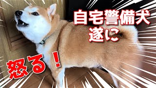 【京の柴犬】自宅警備犬てんさん、遂にブチギレ⁉(笑)　太郎の犬モノガタリ第443話