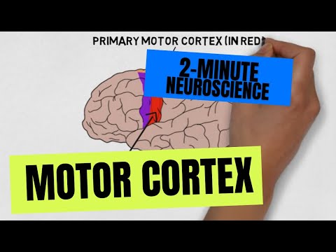 Where does the supplementary motor area project?