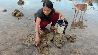 Traditional Shell Hunting | Pangihas ng Shells or Sea Hunting | Hunting Shell in Palawan