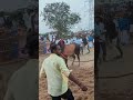 🐮🐮bukkampatty erathukattu 🐂🐂🐃🐃 jallikatu jallikattukalai jallikattusong jallikattu2025