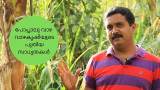 പോപ്പാലു വാഴ വാഴകൃഷിയുടെ പുതിയ സാധ്യതകൾ