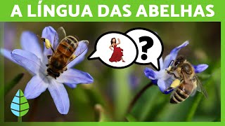 Como as abelhas se comunicam? 🐝 A DANÇA das ABELHAS 💛