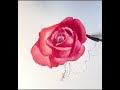 easy watercolor rose 简单水彩 玫瑰 19 shorts