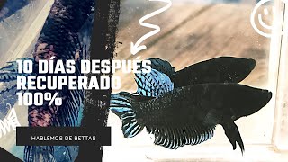 🙏Así sano nuestro Betta PLAKAT después de 10 días ❤️