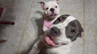 อเมริกันบูลลี่ กะทิซ้อมก่อนศึกครั้งใหญ่   American Bully