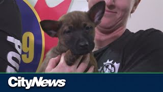 Winnipeg Police Service welcomes new K9 puppies to the unit