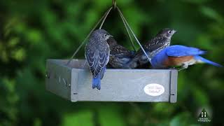 Papa Bluebird feeding its fledglings