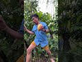 harvesting our cacao shortvideo youtubeshorts cacao provincelife