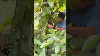 Harvesting our cacao #shortvideo #youtubeshorts #cacao #provincelife