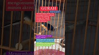 MANFAAT GURAH #kicaumania #hobbyburung #shortvidio #muraibatu #burung #fyp