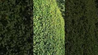 Ground cover for steep slopes wedelia #landscape #shorts