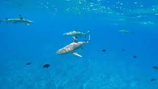 ボラボラ島でサメとシュノーケリング 2017年8月 / Snorkeling with Lemon shark in Bora Bora Island Aug 2017