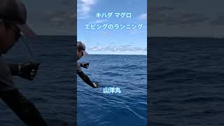 キハダマグロ　エビングのランディング#shorts #釣り #fishing #エビング#山洋丸 #ジギング #トンジギ #タイラバ