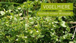 Vogelmiere ist ein köstlicher Wildsalat der rund ums Jahr wächst