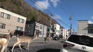 ホテル駐車場に鹿さんが出迎えのサービス[ #稚内市]