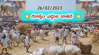 గూళ్యం ఎద్దుల జాతర - జాతరలో రేట్లు 2023 // gullyam cattle Pair hallikar bull's price's oxen video's.