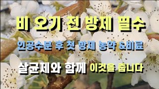 [배재배] 비 예보에 인공수분 후 첫 방제/검은별무늬병 예방 및 숫배 발생율 낮추기/살균제 ** 와 ** 살포/Asian Pear Orchard