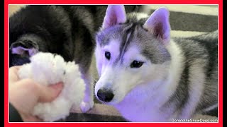 HUSKIES HAVE FAKE SNOW