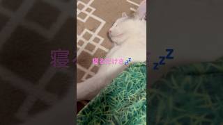 寝るだけさ💤😽