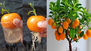 Growing orange tree from orange with water,,  propagate orange tree step by step