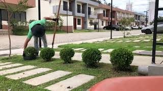 COMO PODAR BUXINHOS - PASSO A PASSO PARA DEIXÁ-LOS REDONDOS