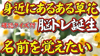 【身近にあるある草花で脳トレ2】－身近な草花の名前が覚えたい人へ－超新感覚の脳トレが誕生しました。脳トレをしながら花の名前が覚えられる画期的な脳トレです。最後に名前当てクイズも付いてます。